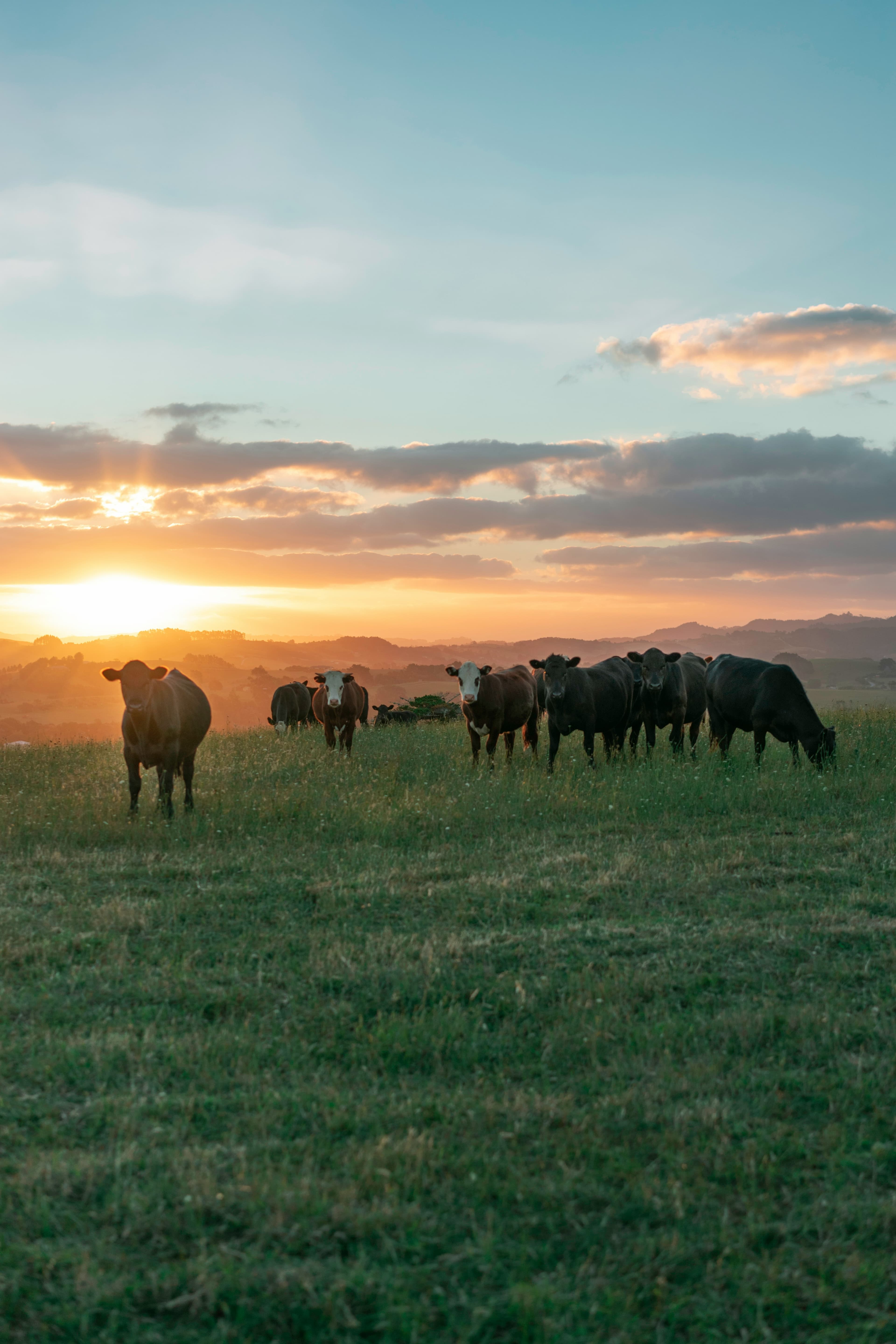 Cattle in pasture